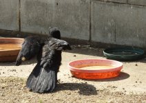 BF White-winged Chough thread.jpg