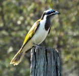 Blue-faced Honeyeater thread.jpg