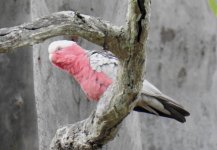 BF Galah female thread.jpg