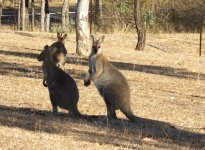 BF Red-necked Kangaroo thread.jpg