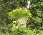 BF Staghorn Fern thread.jpg