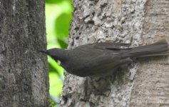 BF Lewin's Honeyeater thread.jpg