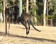 BF Kangaroo jumping thread.jpg