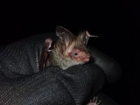 Bechstein's Bat (2).jpg