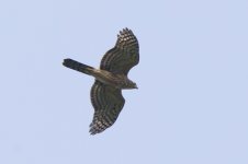 Congo Serpent Eagle_DSG73684.jpg