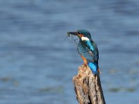 Kingfisher hooks 1.jpg