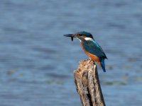 Kingfisher hooks2.jpg