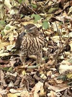 IMG_3137 Cooper's Hawk @ Montrose Point.jpg