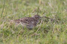 Meadow Pipit or Sky Lark 01.jpg