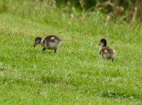 BF Maned Duck chicks thread.jpg