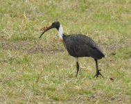 BF Straw-necked Ibis thread.jpg