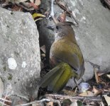 BF Eastern Whipbird juvenile thread.jpg