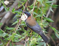 BF Eastern Spinebill thread.jpg