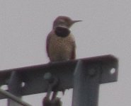 Northern Flicker_3.jpg