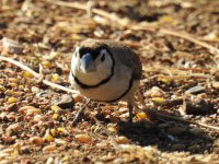 BF Double-barred Finch thread.jpg