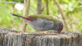 BF Red-browed Finch thread.jpg