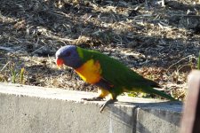 BF Rainbow Lorikeet thread.jpg