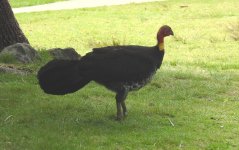 BF Austra;ian Brushturkey thread.jpg