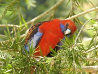 BF Crimson Rosella thread.jpg