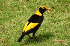 BF Regent's Bowerbird thread.jpg