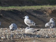 0618 Caspain Gull_.jpg