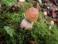 Fungi fir ID-3-17.jpg
