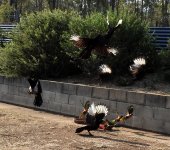 BF White-winged Chough flight thread.jpg