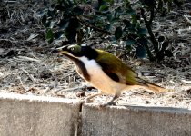 BF Blue-faced Honeyeater juvenile thread.jpg