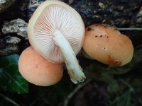 Fungi fir ID-1-26.jpg