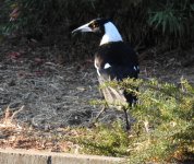 BF Australian Magpie thread.jpg