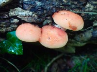 Fungi fir ID-3-20.jpg