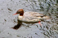 goosander.jpg