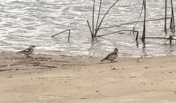 IMG_0049 Snow Bunting @ Montrose Point.JPG