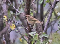 Mountain chiffchaff bf.jpg