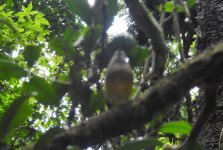 BF Eastern Yellow Robin juvenile thread.jpg