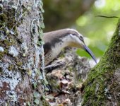 BF Paradise Riflebird female thread.jpg