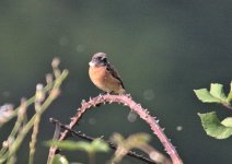 stonechat goris 1.jpg