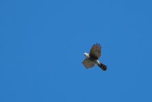 Mystery Accipiter 01 small.jpg