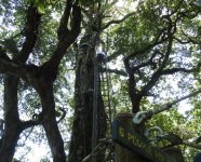 BF Tree climber on the Treetop Walk thread.jpg