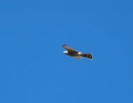 Mystery Accipiter 02 small.jpg