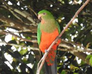 BF King Parrot juvenile thread.jpg