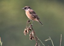 Stonechat goris2.jpg