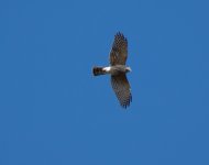 Mystery Accipiter 04 small.jpg