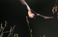 Stonechat sp Armenia.jpg