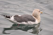 slaty-x-blacktailed gull 1.jpg