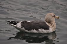 slaty-x-blacktailed gull 2.jpg