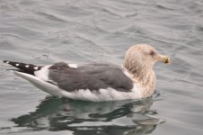 slaty-x-blacktailed gull 3.jpg