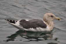 slaty-x-blacktailed gull 4.jpg