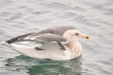 slaty-x-blacktailed gull 5.jpg