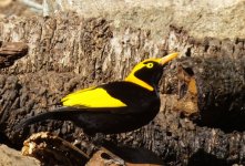 BF Regent Bowerbird thread.jpg